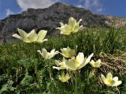 48 Pulsatilla alpina sulphurea (Pulsatilla alpina sulfurea) con vista in Corna Piana